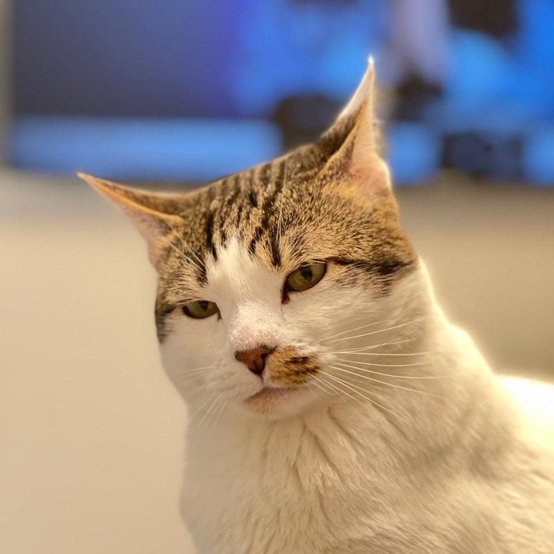 Cartum, gato de Felipe