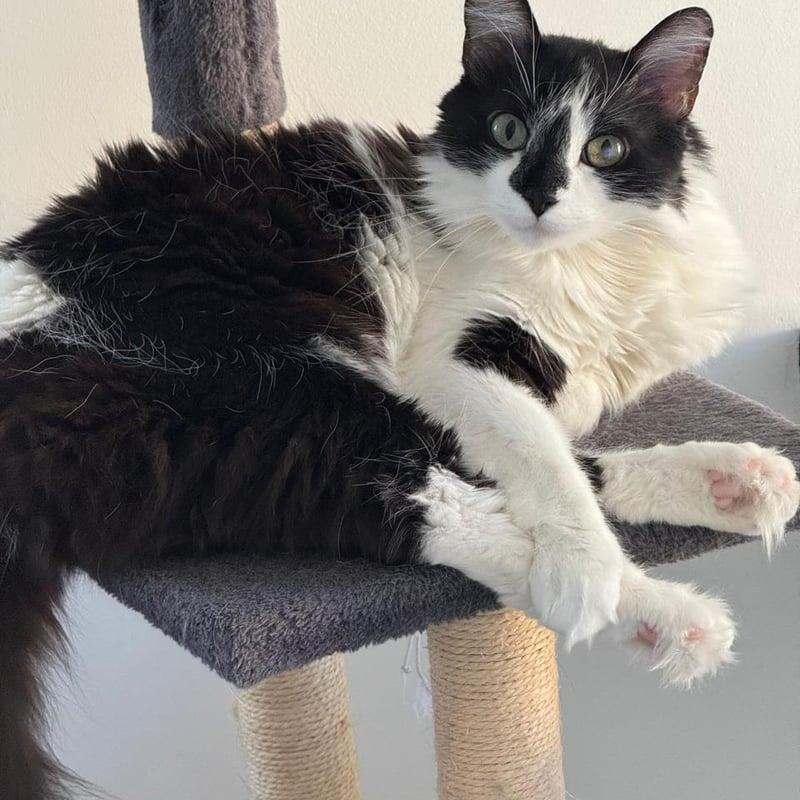 Santi, gato de Felipe