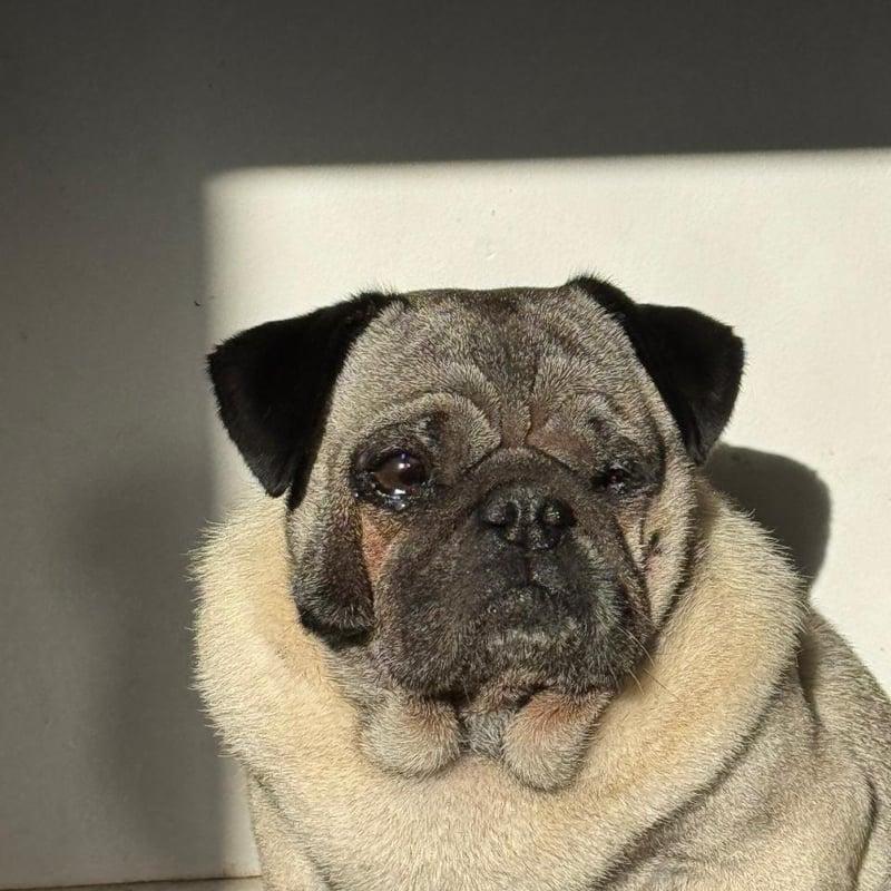Barto, perro de Felipe