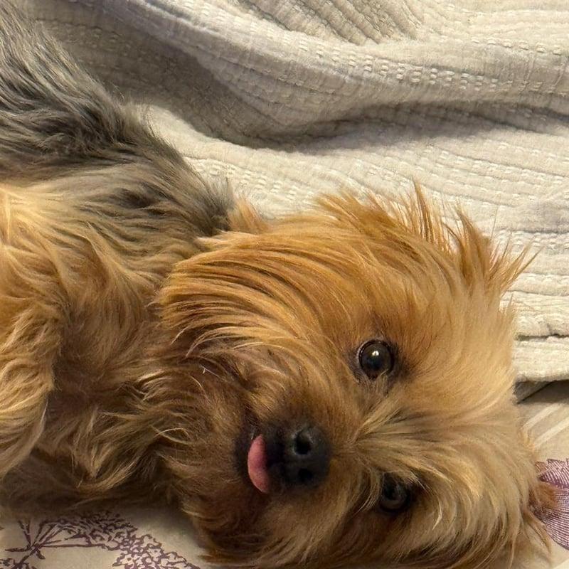 Eren, perro de Felipe