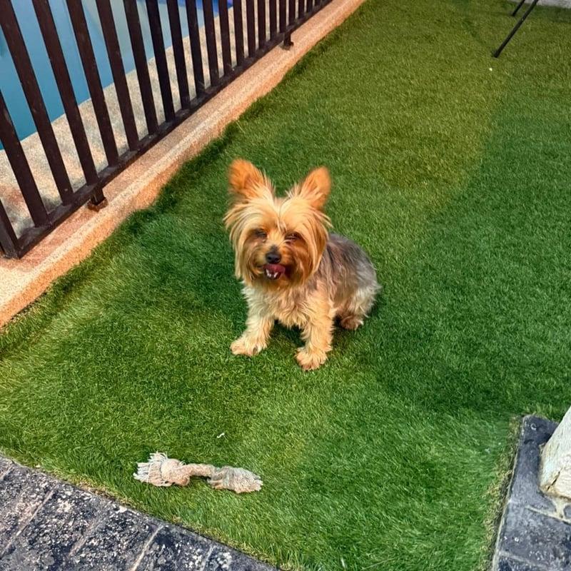 Fede, perro de Felipe
