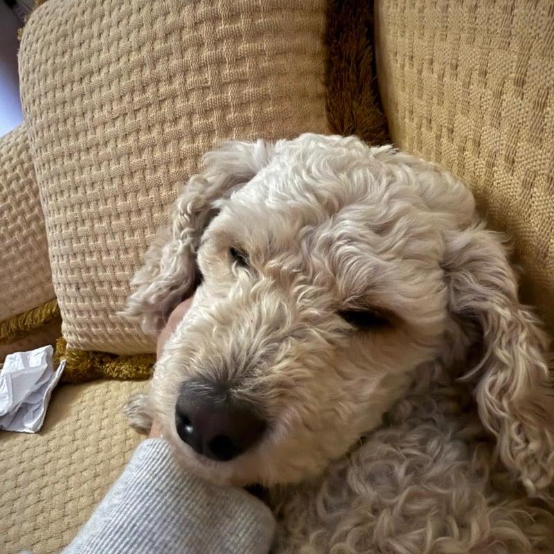 Mila, perro de Felipe